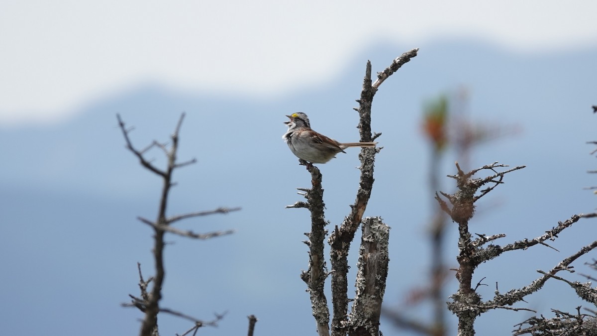 White-throated Sparrow - ML620531002