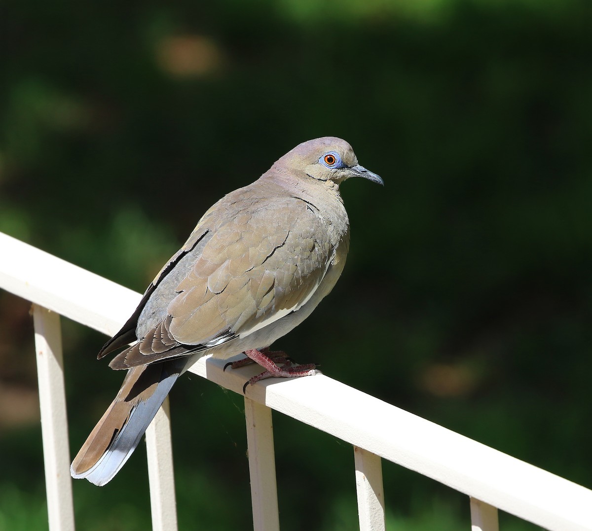 White-winged Dove - ML620531009