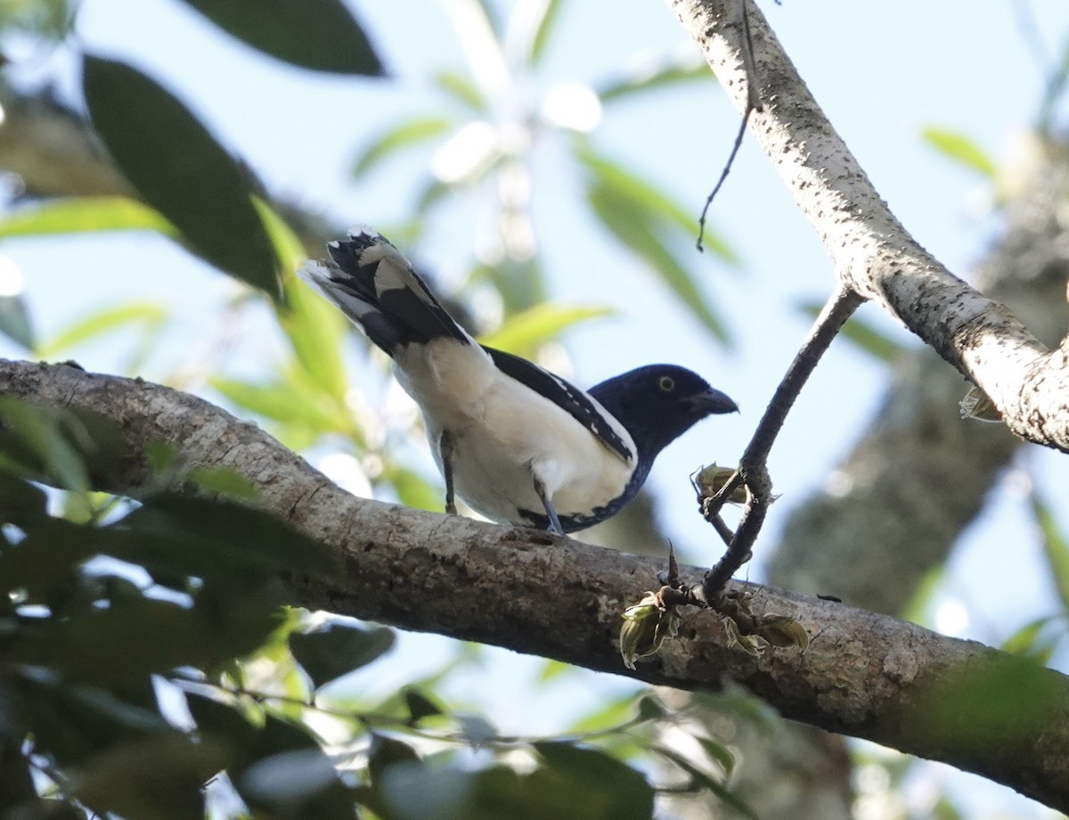 Magpie Tanager - ML620531014