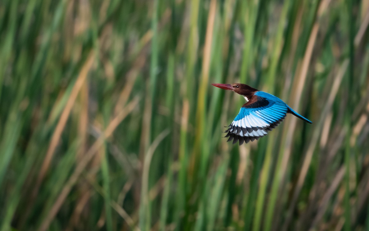 White-throated Kingfisher - ML620531019