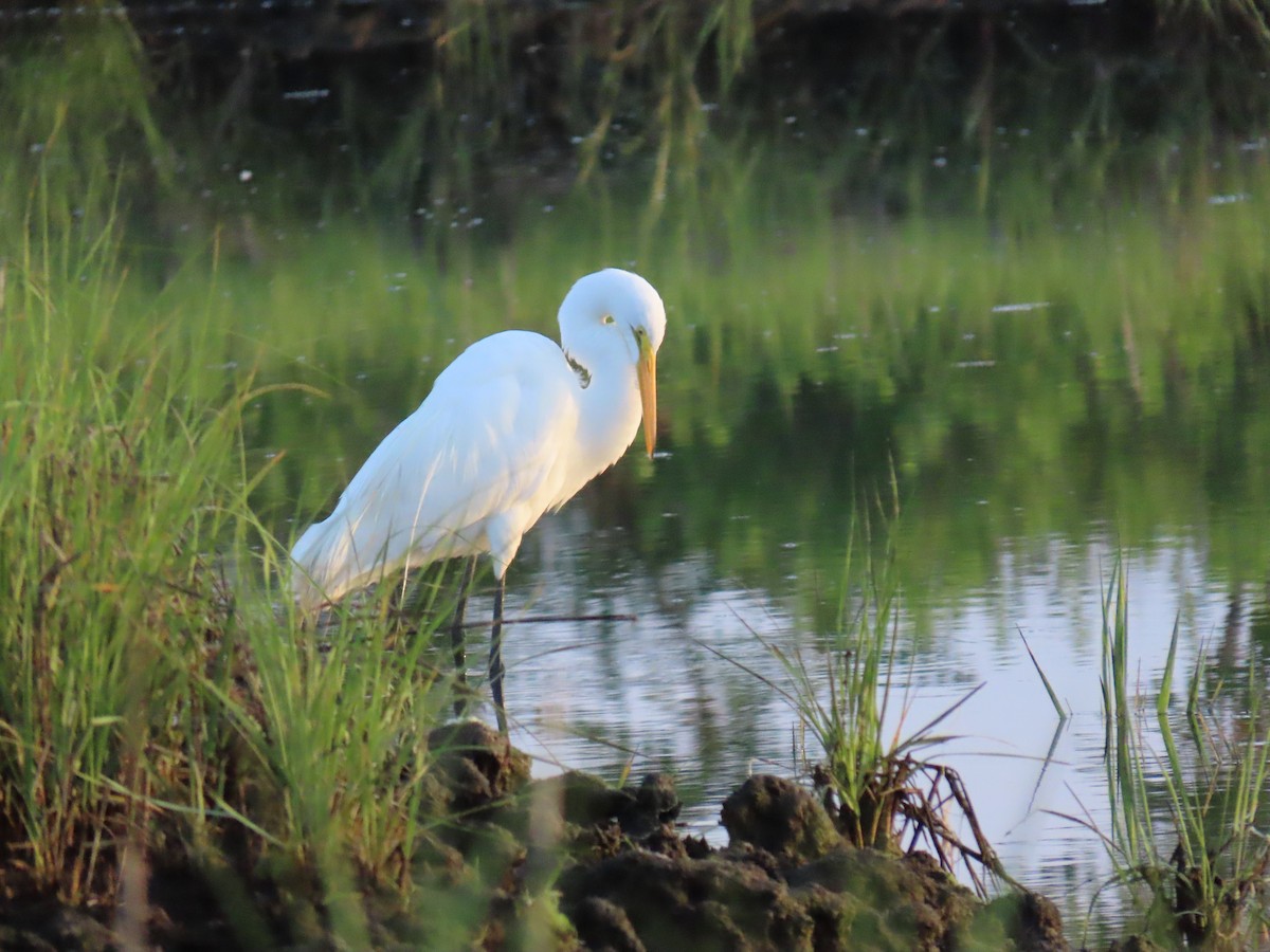 Grande Aigrette - ML620531027