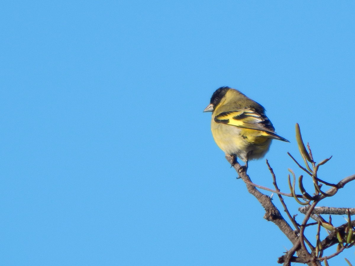 Hooded Siskin - ML620531031