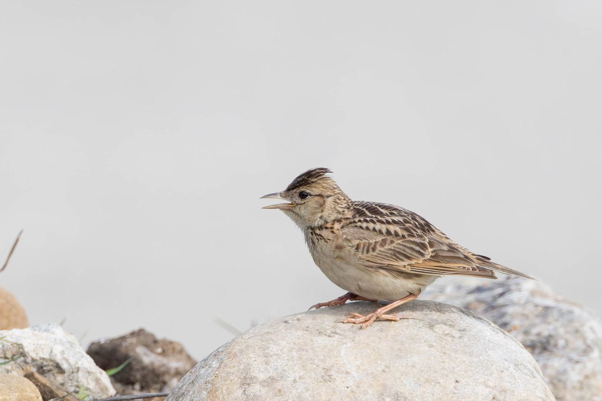 Oriental Skylark - ML620531032