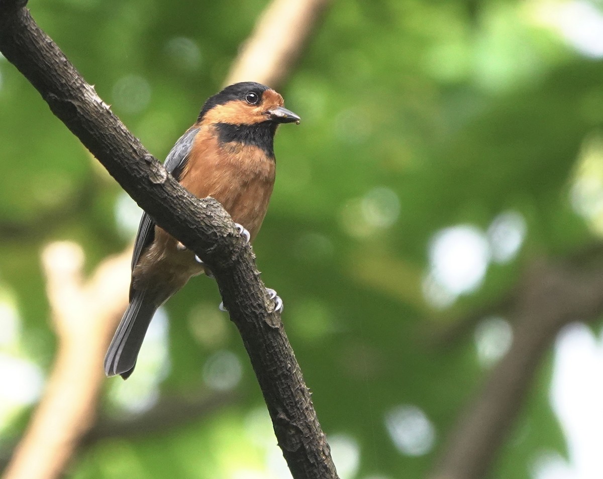 Owston's Tit - ML620531041