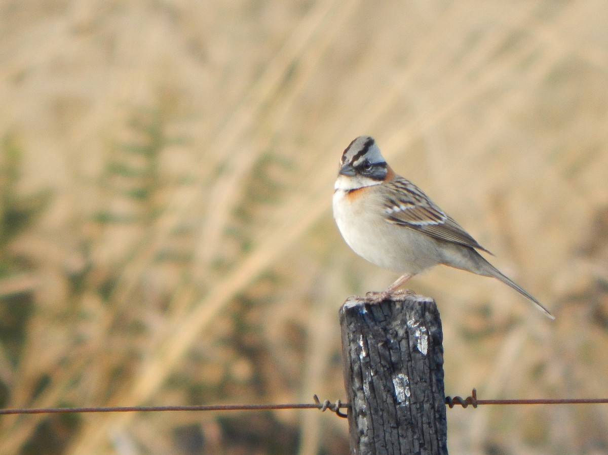 Rufous-collared Sparrow - ML620531047