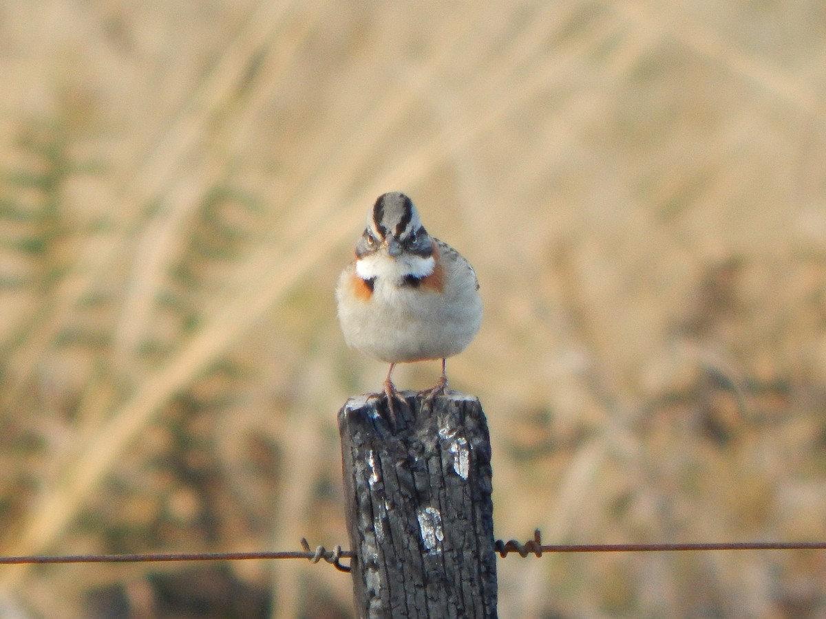 Rufous-collared Sparrow - ML620531048