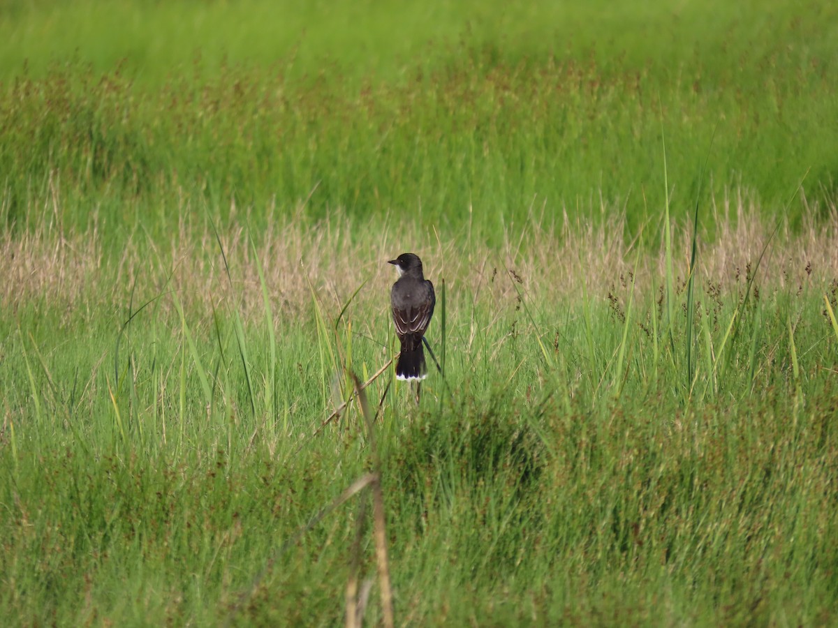 Schieferrücken-Königstyrann - ML620531061