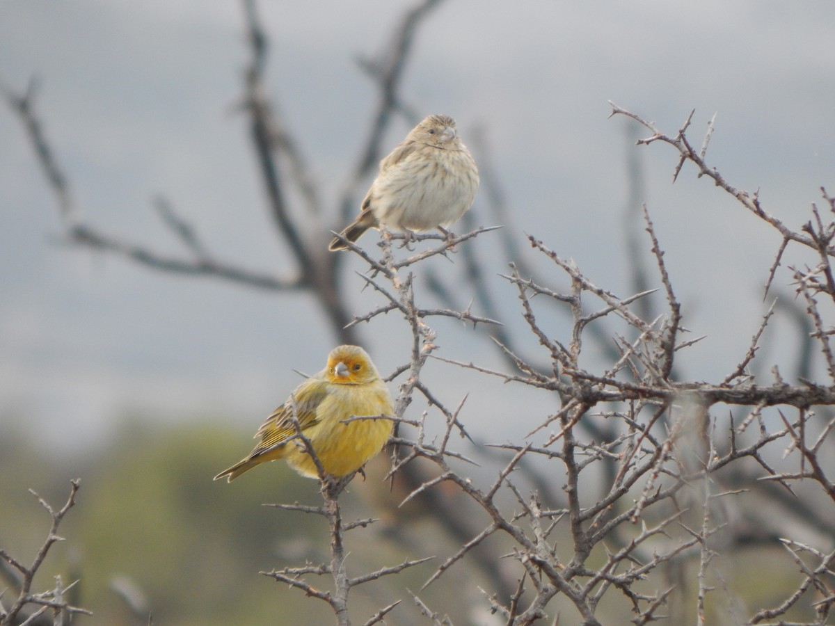 Saffron Finch - ML620531064