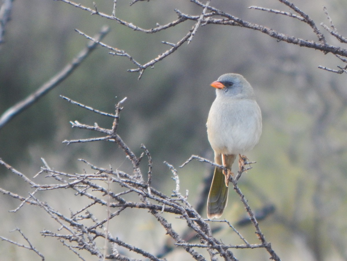 Great Pampa-Finch - ML620531071