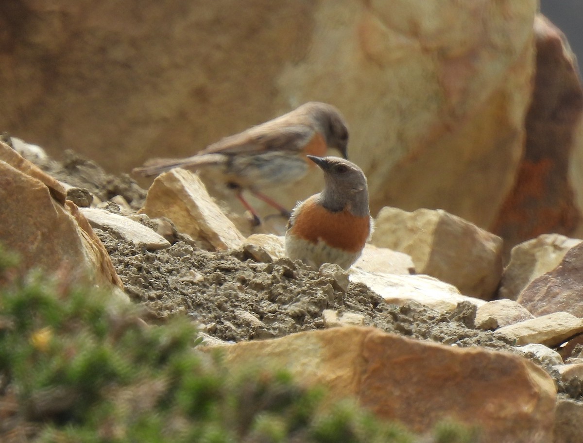 Robin Accentor - ML620531073