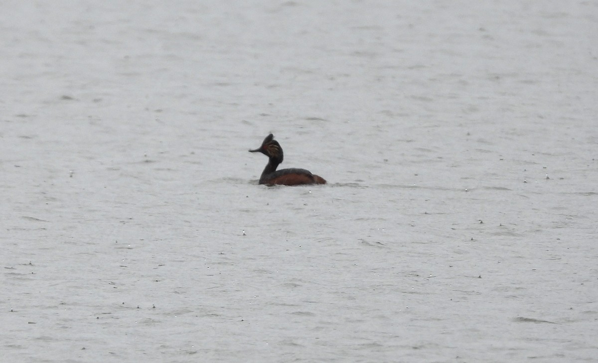 Eared Grebe - ML620531080