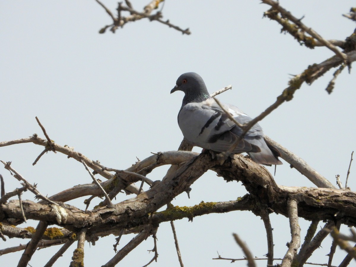 Rock Pigeon - ML620531083