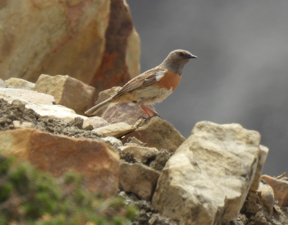 Accenteur rougegorge - ML620531086