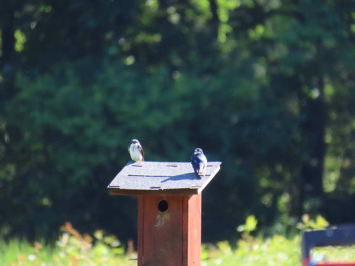 Tree Swallow - ML620531087