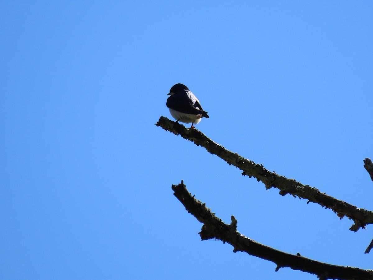 Tree Swallow - ML620531088