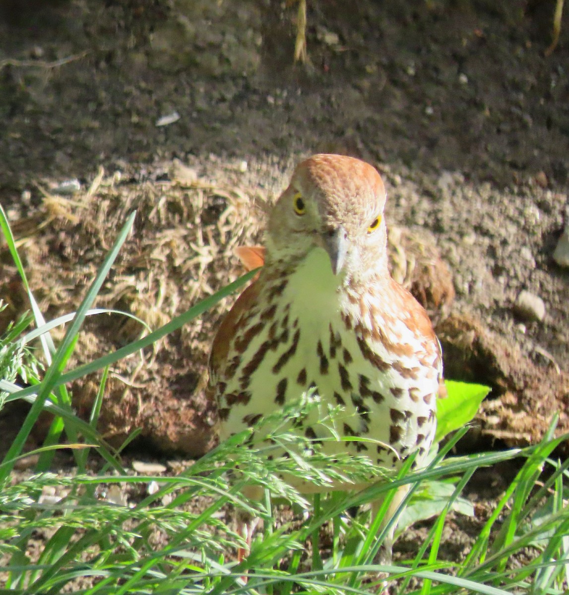 Brown Thrasher - ML620531089