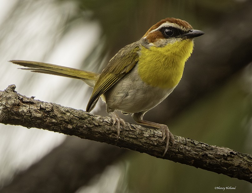 Rufous-capped Warbler - ML620531094