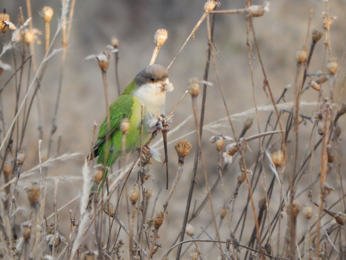 Gray-hooded Parakeet - ML620531098