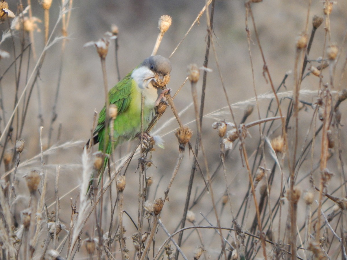 Gray-hooded Parakeet - ML620531099