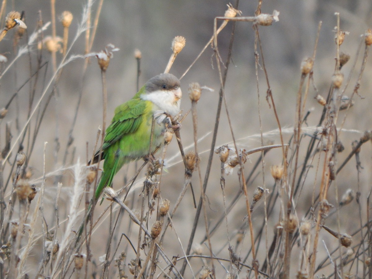 Gray-hooded Parakeet - ML620531100