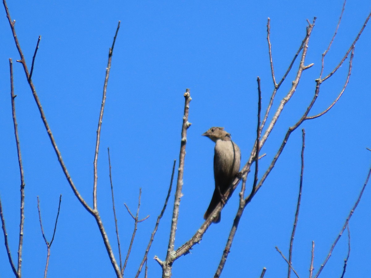 Brown-headed Cowbird - ML620531101