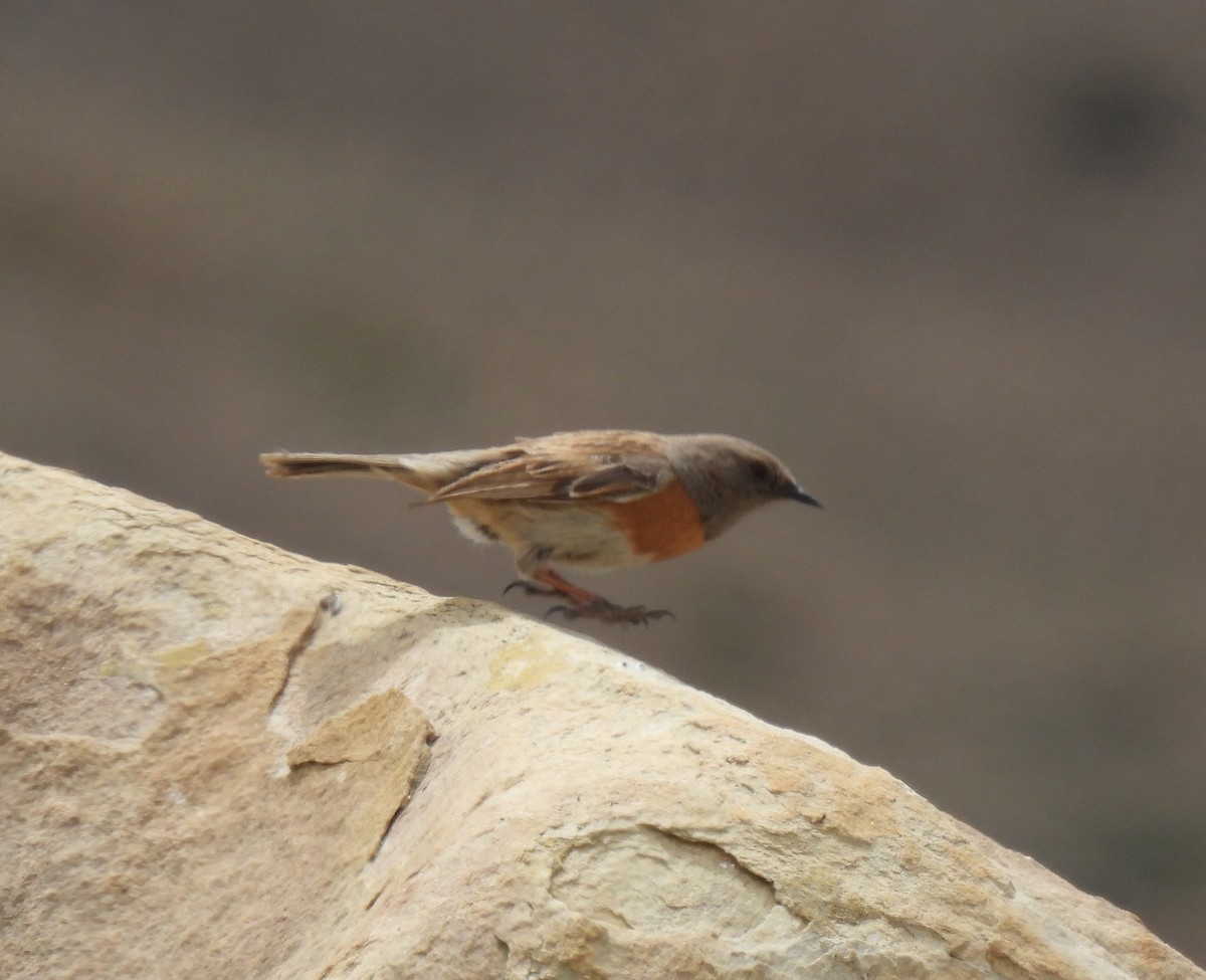 Robin Accentor - ML620531108