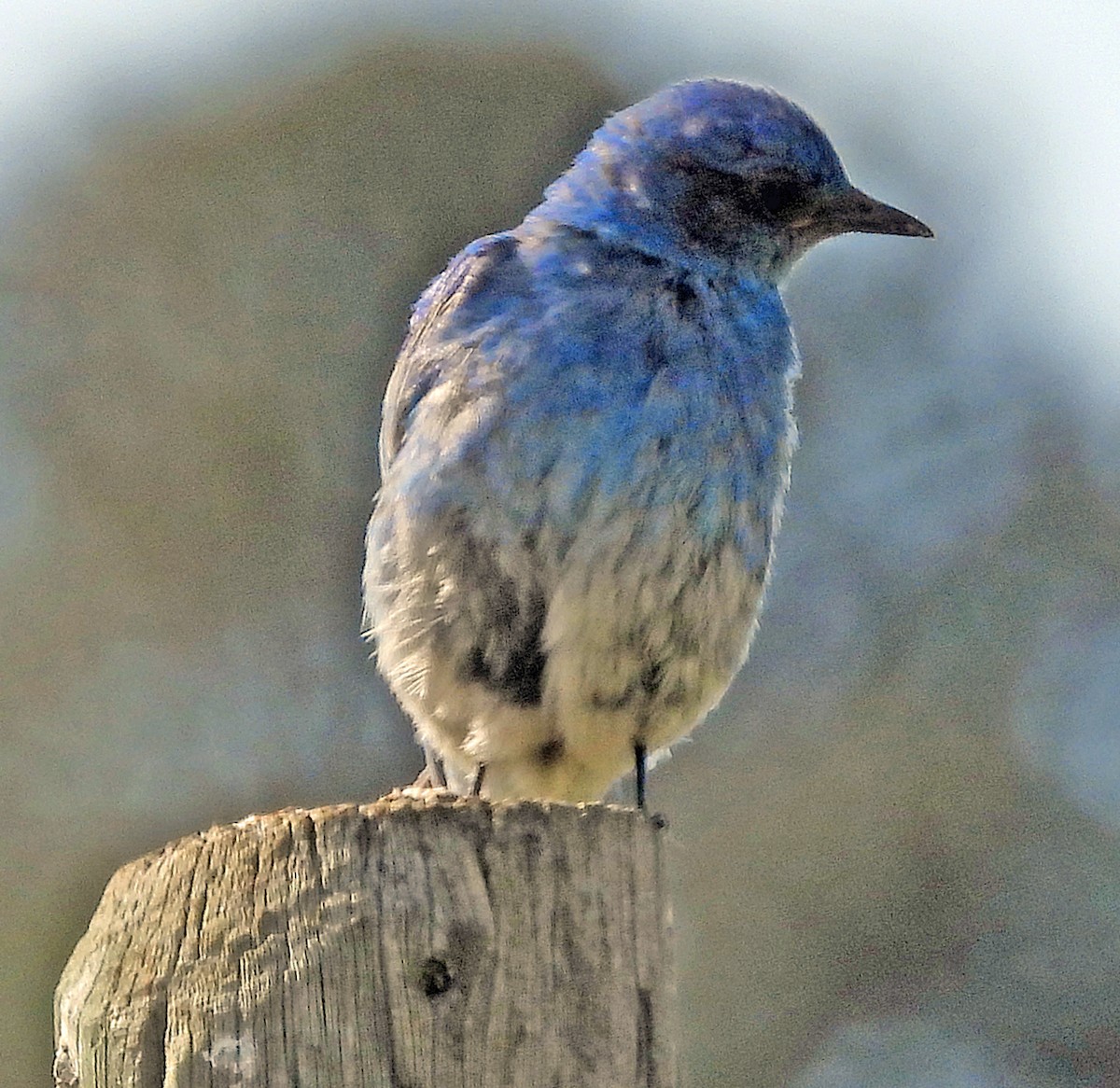 Mountain Bluebird - Jock McCracken