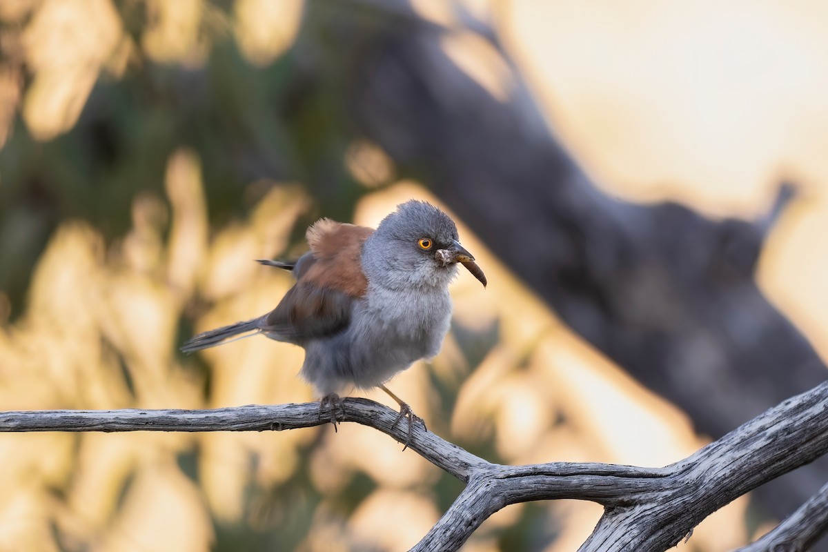 Junco aux yeux jaunes - ML620531111