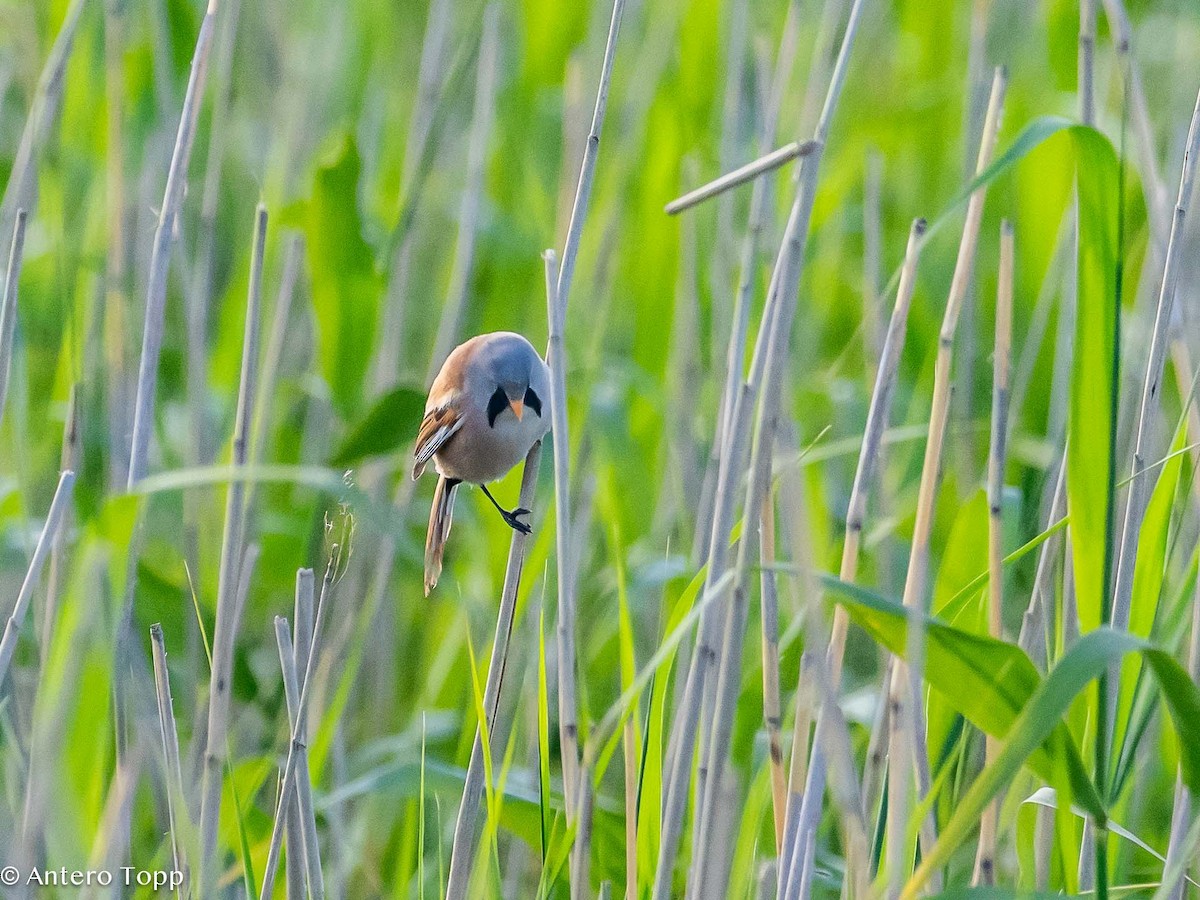 Bearded Reedling - ML620531122