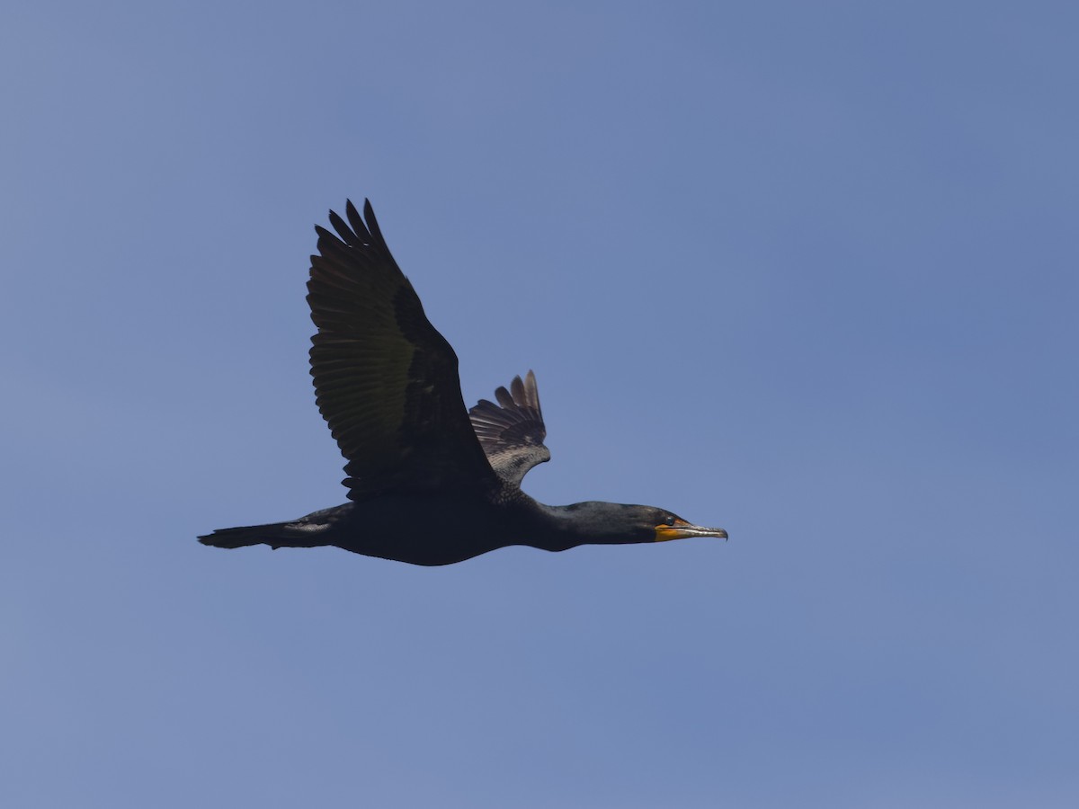 Double-crested Cormorant - ML620531124