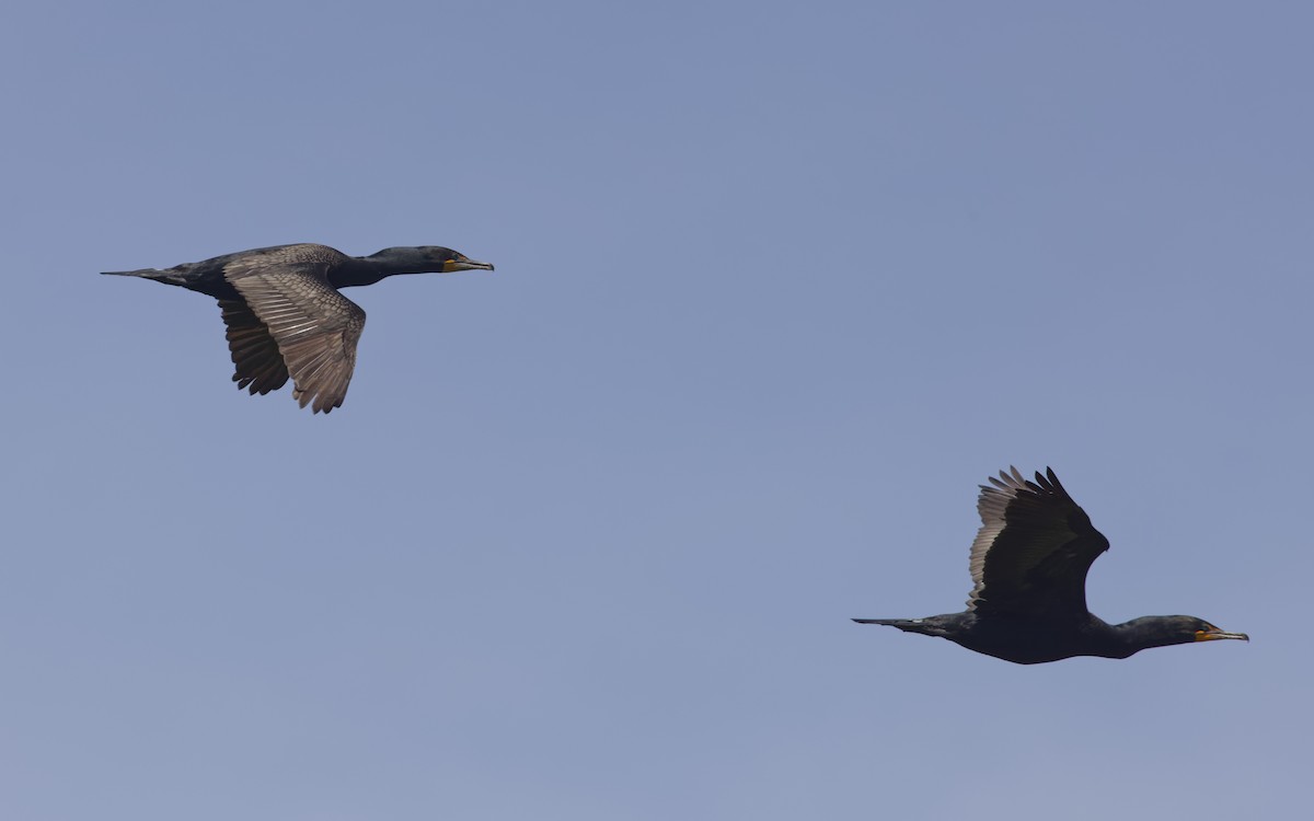 Double-crested Cormorant - ML620531125