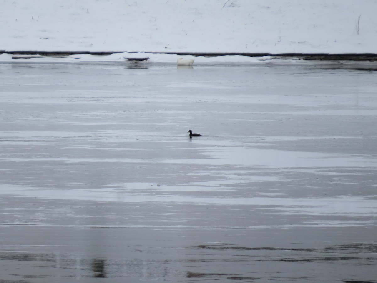 Surf Scoter - ML620531126