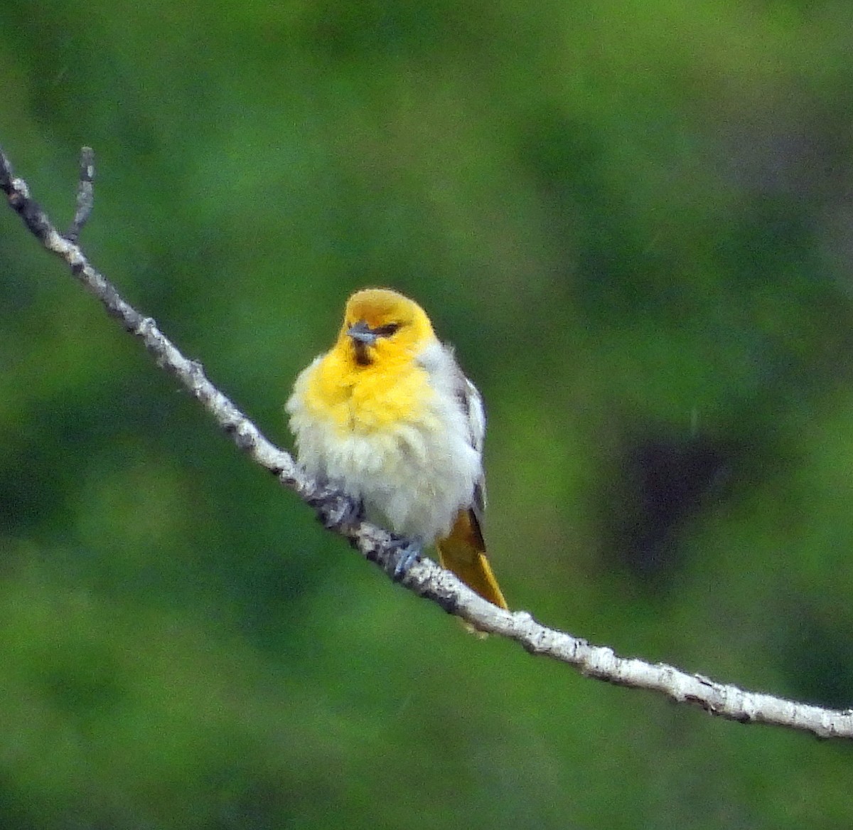 Bullock's Oriole - ML620531127