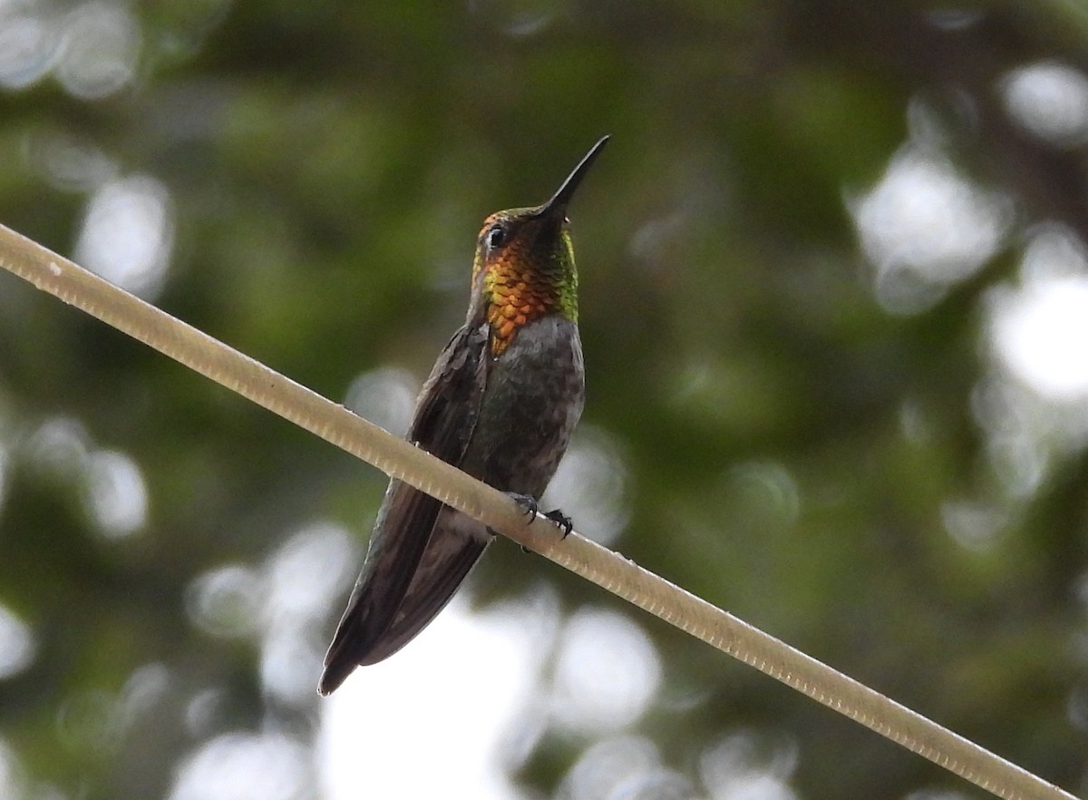 Anna's Hummingbird - ML620531129