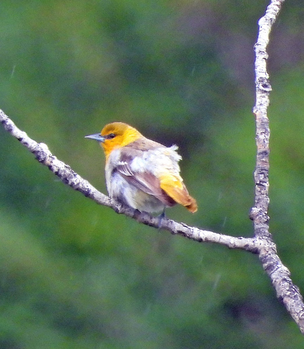 Bullock's Oriole - ML620531132