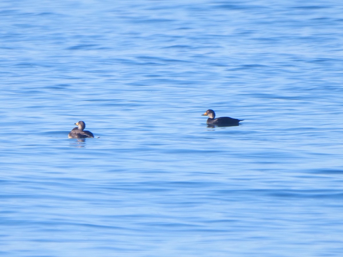 Black Scoter - ML620531133