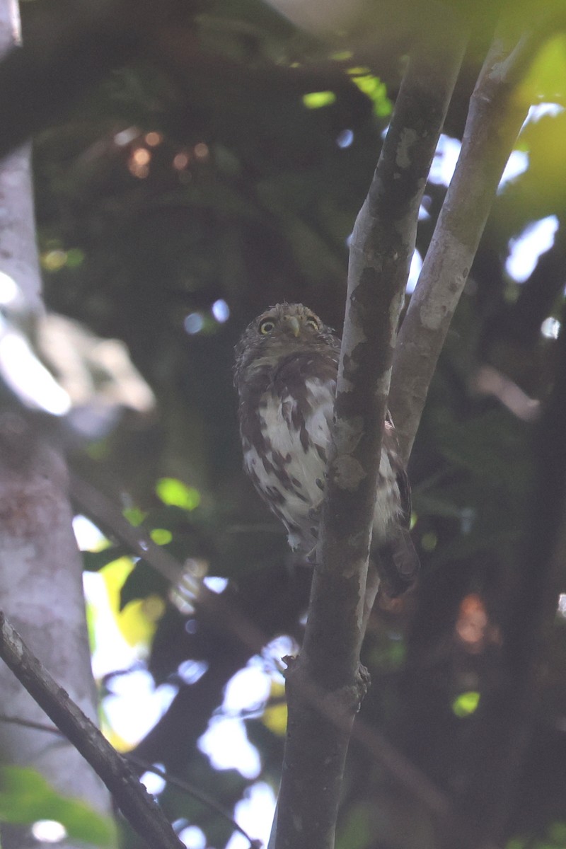 Sunda Owlet - Charley Hesse TROPICAL BIRDING