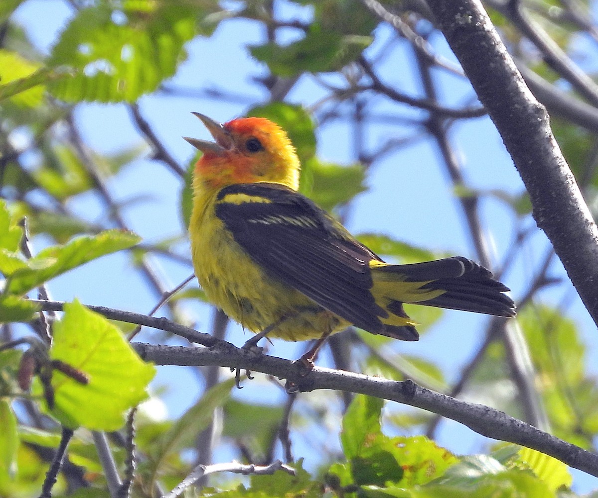 Western Tanager - ML620531139