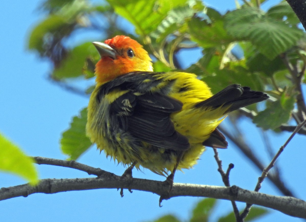 Western Tanager - Jock McCracken