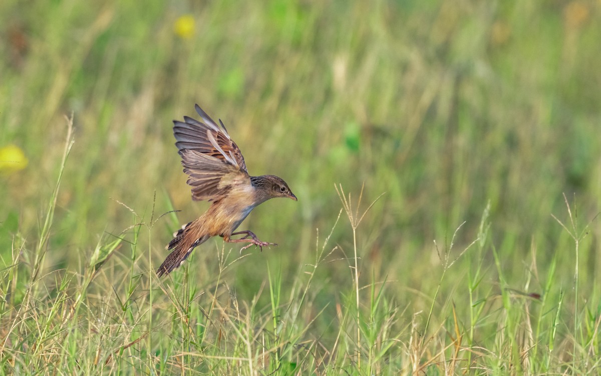 Bristled Grassbird - ML620531151