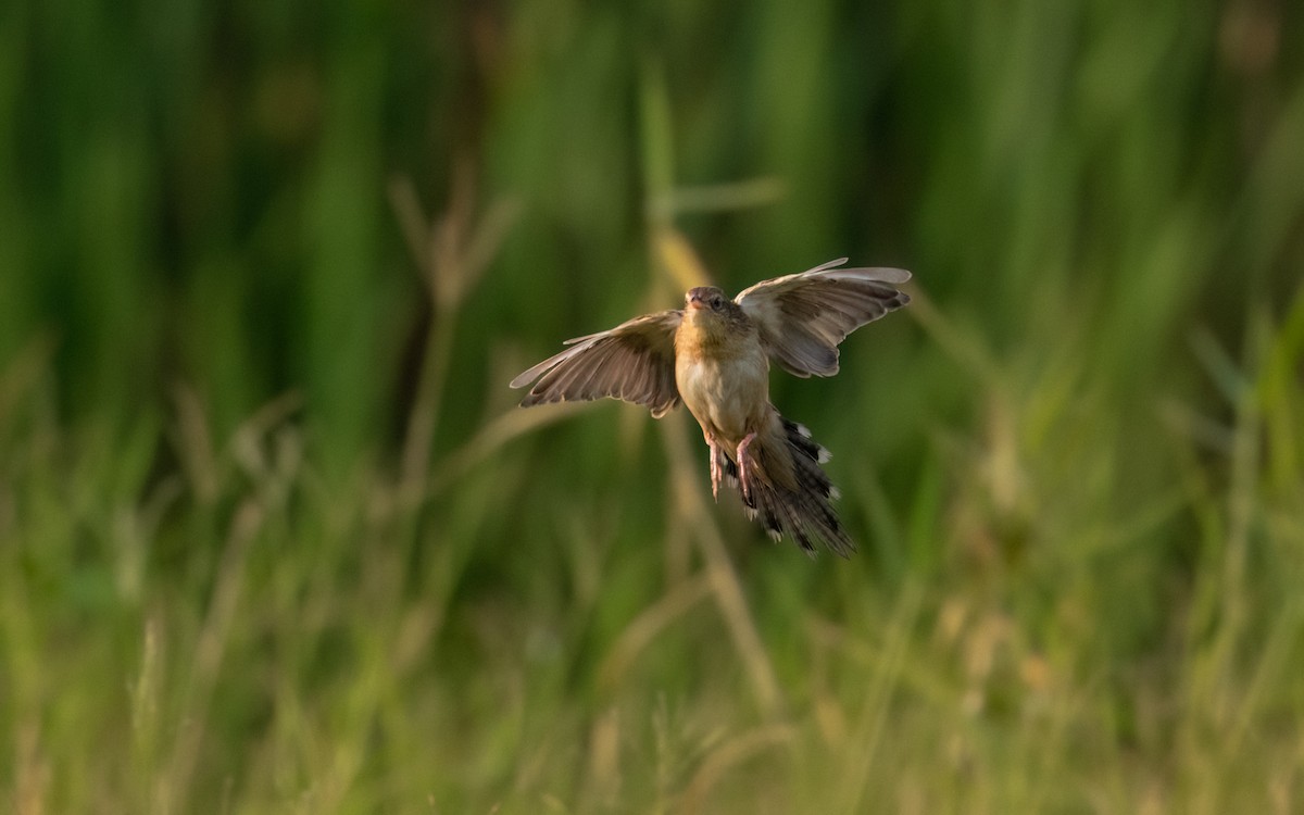 Bristled Grassbird - ML620531155