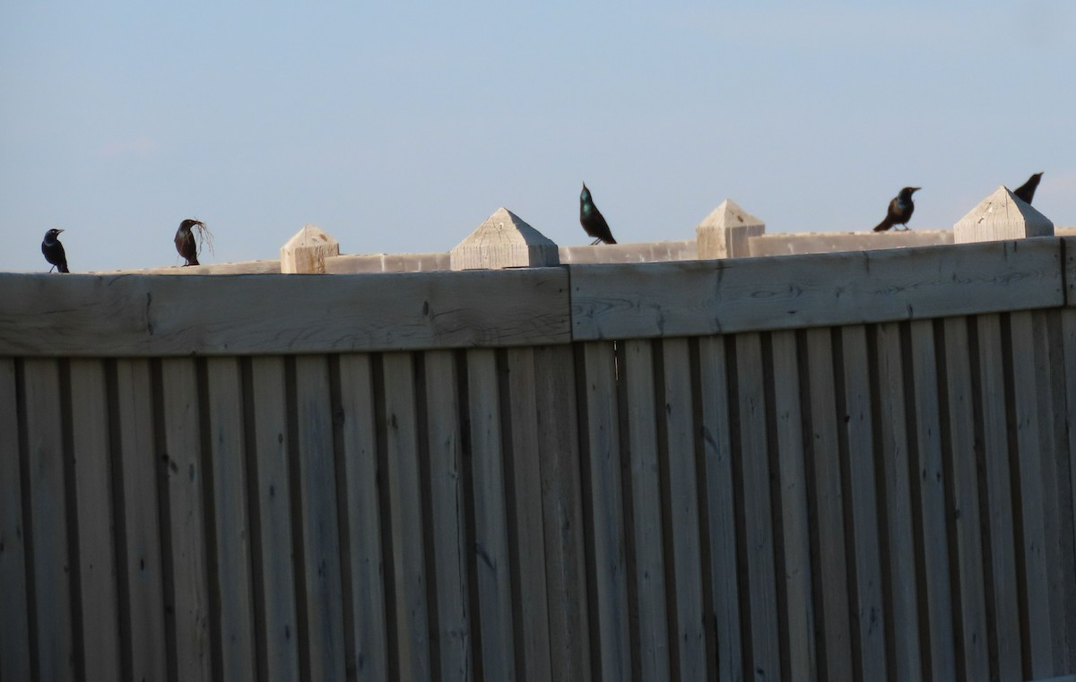 Common Grackle - ML620531156