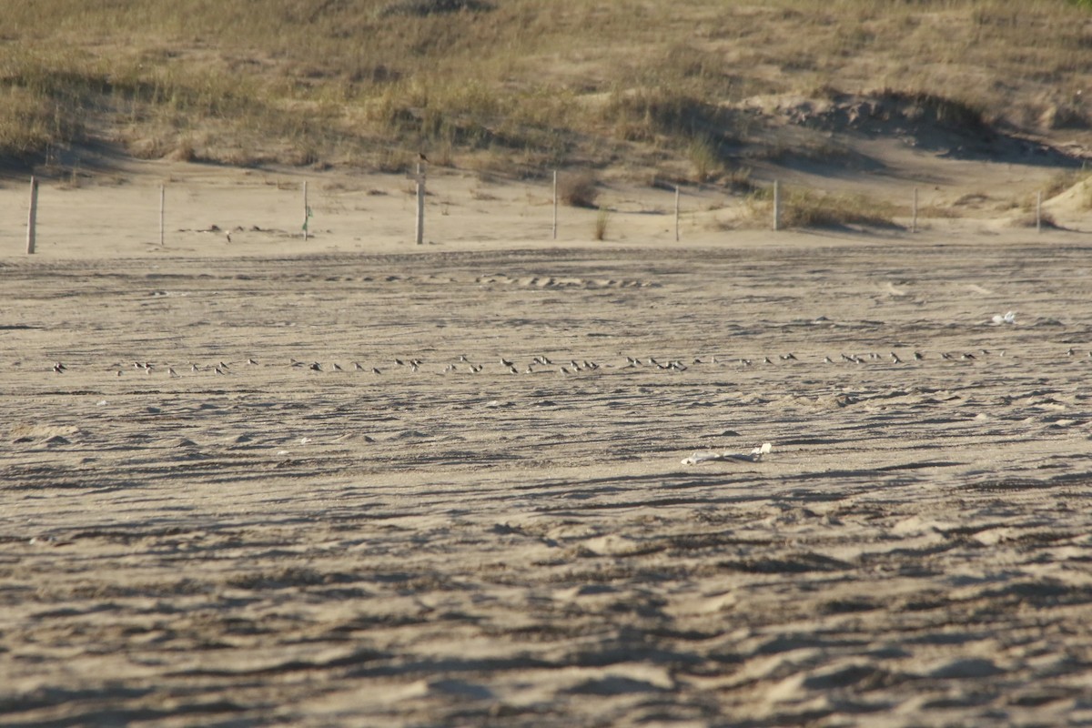 Two-banded Plover - Celina Emilia Iratchet