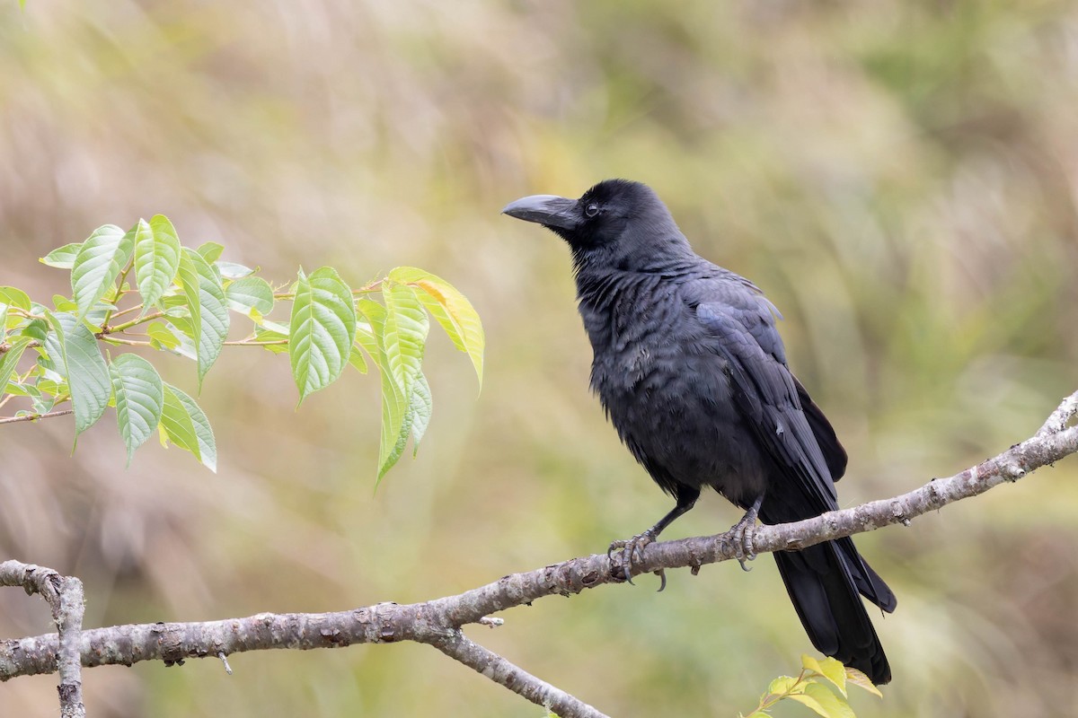 Large-billed Crow (Large-billed) - ML620531165
