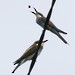 European Bee-eater - ML620531167