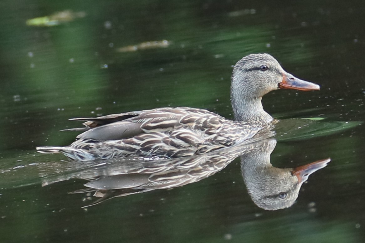 Canard colvert - ML620531178