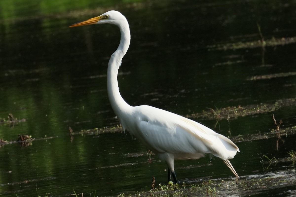 Great Egret - ML620531185