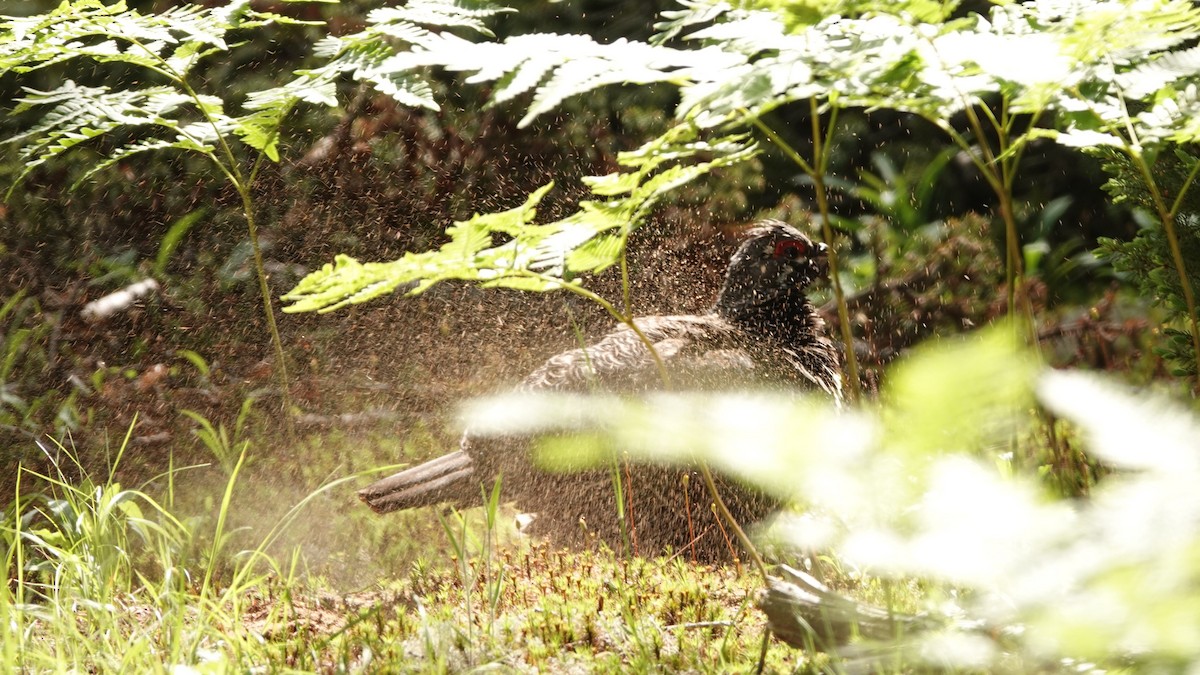 Spruce Grouse - ML620531186