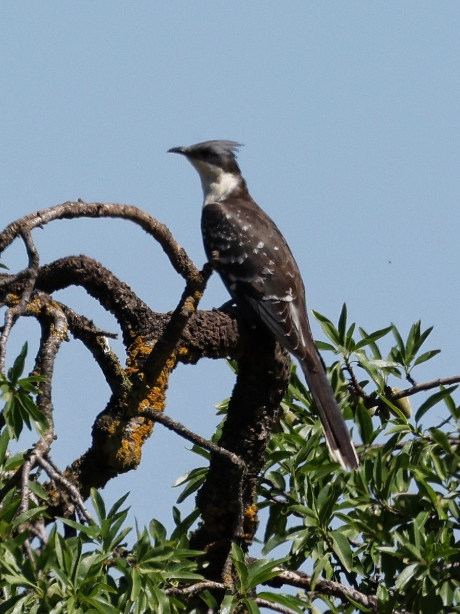 Great Spotted Cuckoo - ML620531190