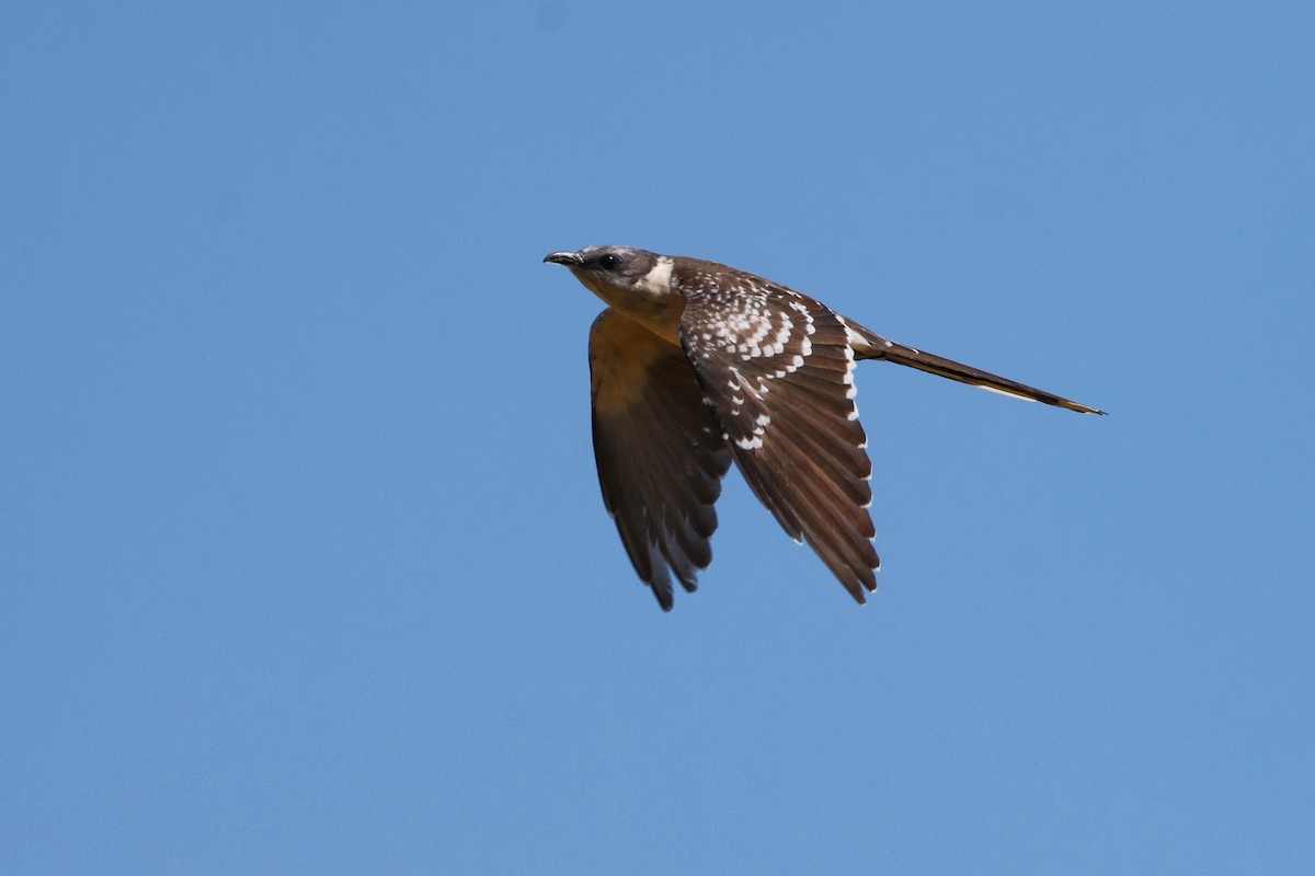 Great Spotted Cuckoo - ML620531192